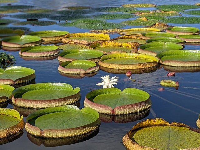 Toyama Prefectural Central Botanical Garden