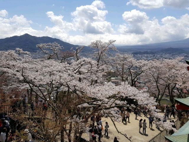 Cherry Blossom viewing at Chureito pagoda
