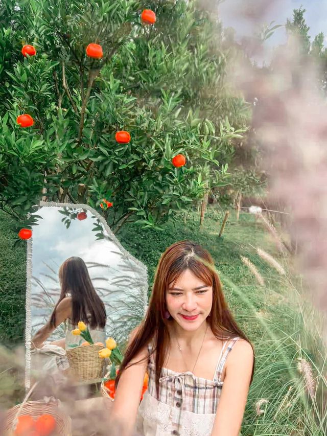 สวนส้มเชียงใหม่ แต่บรรยากาศเกาหลีเกาใจสุด🍊