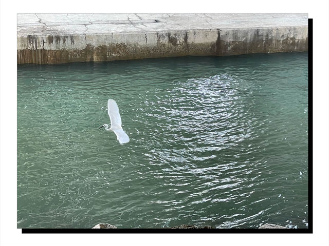 🌟 東涌海濱長廊：海風拂面，美景盡收眼底 🌊✨