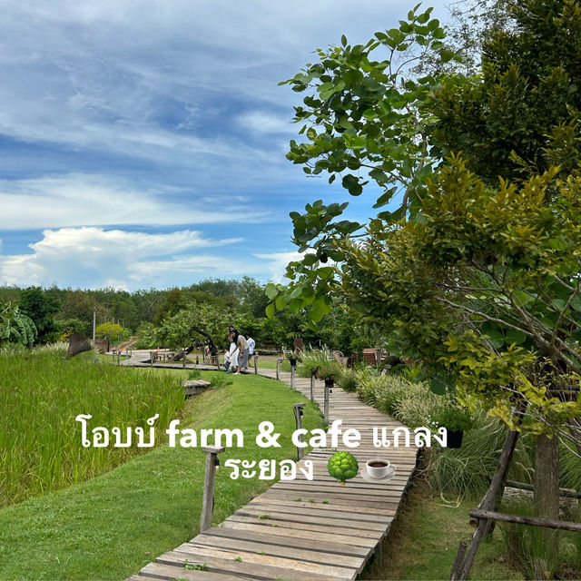 🥤  โอบบ์ Farm & Cafe แกลง ระยอง 🌳 🥤  โอบบ์ Farm & Cafe แกลง ระยอง 🌳