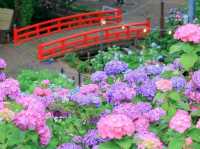形原溫泉紫陽花故里