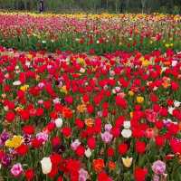 태안 코리아플라워파크 튤립꽃박람회⚘️🌷