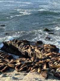 【LA聖地亞哥】La Jolla Cove：海豹海獅近距離觀賞，適合白天遊玩！