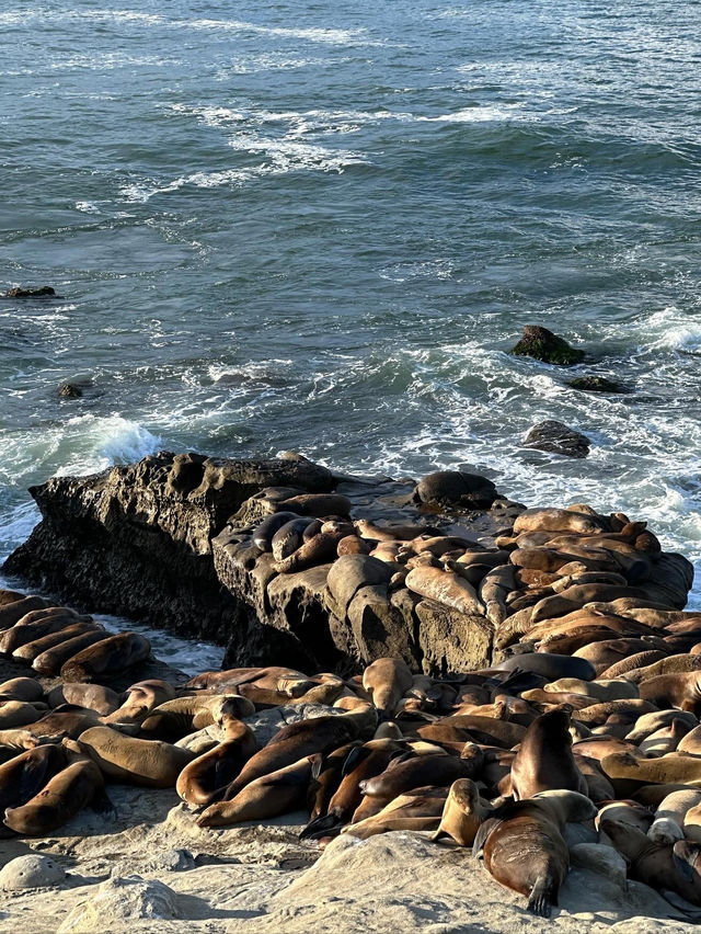 【LA聖地亞哥】La Jolla Cove：海豹海獅近距離觀賞，適合白天遊玩！