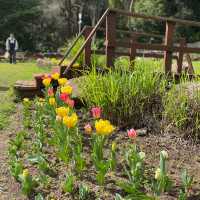 Araluen Botanic Park in Perth WA, perfect place for a weekend getaway