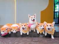 Corgi in the Garden คาเฟ่น้องหมาคอร์กี้