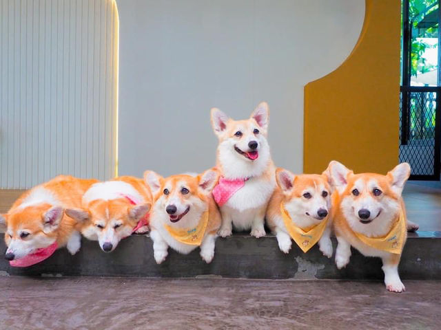 Corgi in the Garden คาเฟ่น้องหมาคอร์กี้