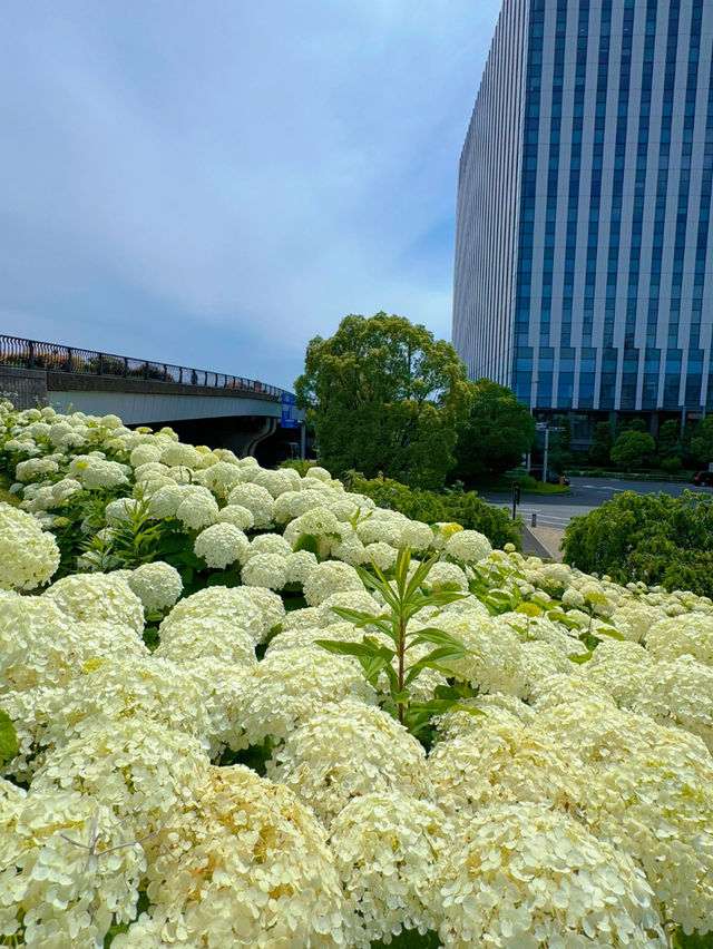 【お台場】階段横のもふもふ紫陽花は圧巻!!紫陽花好きには絶対に行ってほしい🤍