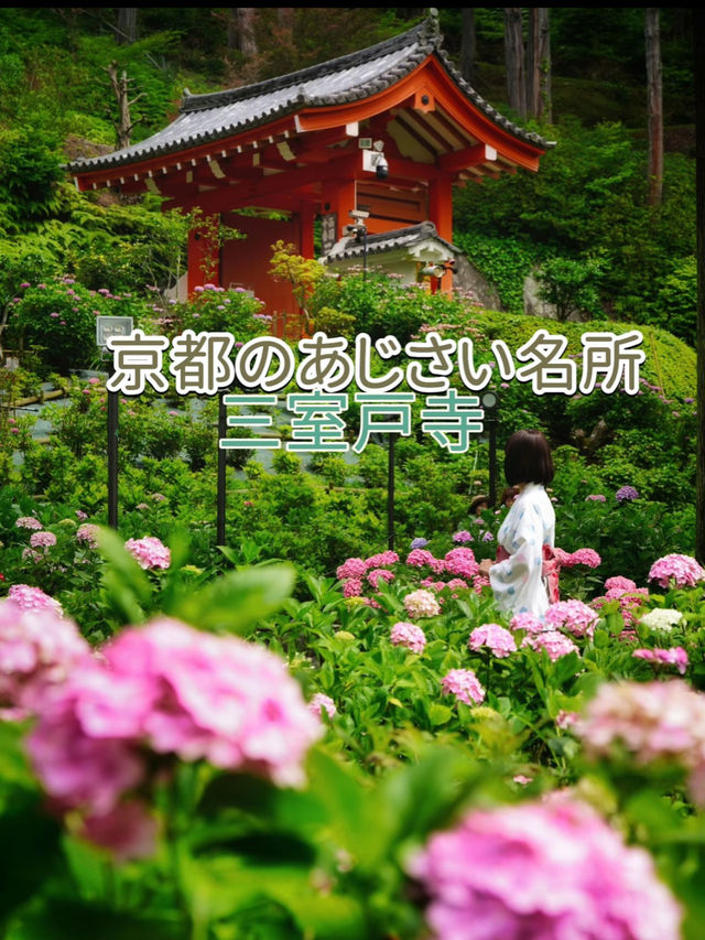 一度は行きたい☺️💠紫陽花の名所💠京都・三室戸寺