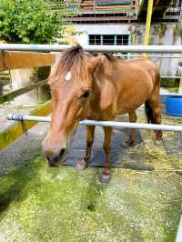A Fun Day at BSL Ecofarm