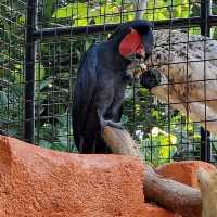 Melaka Butterfly & Reptile Sanctuary
