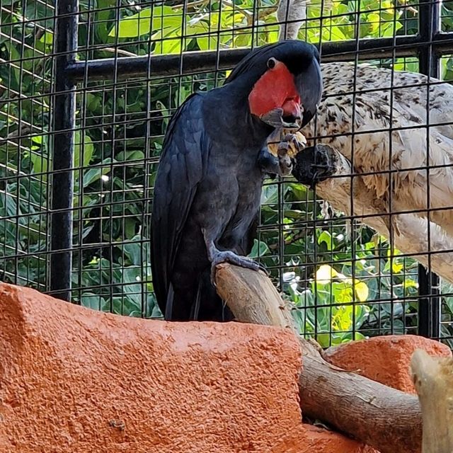 Melaka Butterfly & Reptile Sanctuary
