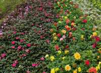 Things to Do in Da Lat Flower Park