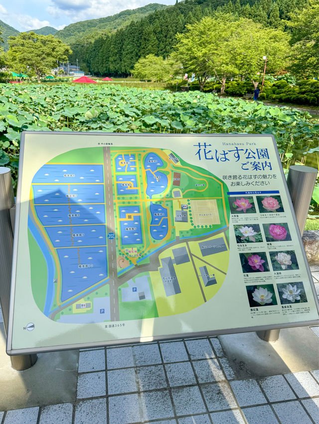 【福井 南越前町】美しいハスの花が咲き誇る「花はす公園」⛲️