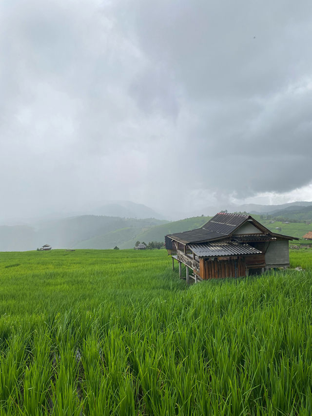 ที่พักป่าบงเปียง | เชียงใหม่ 🏡⛰️🌧️🌾
