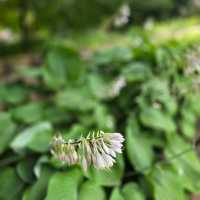 일본여행 홋카이도대학 식물원 北海道大学 植物園