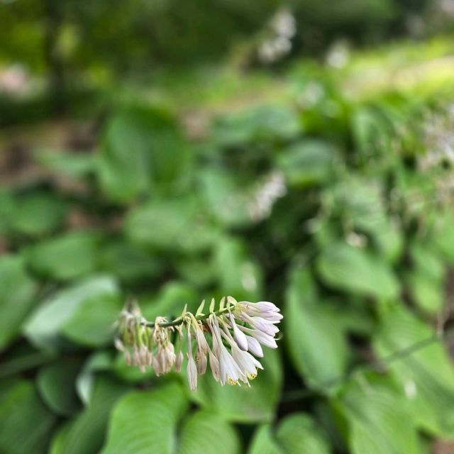 일본여행 홋카이도대학 식물원 北海道大学 植物園