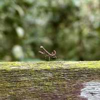 Into the Heart of Borneo: Conquering the RM100 Challenge