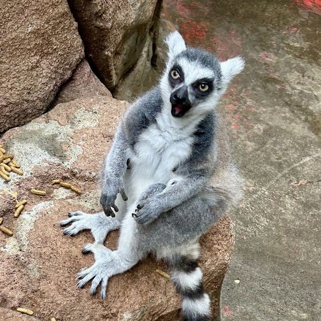 札幌北部野生動物園-動物近距離接觸，可能帶來危險的動物園