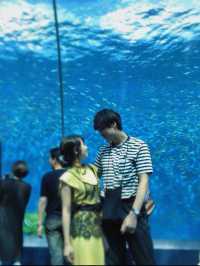 暑い夏は水族館で涼みませんか？まる1日楽しめる八景島シーパラダイス🐠🦭🫧【神奈川県】
