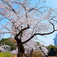 【東京】傳統日式庭園，建議春秋兩季訪問，因為這時候的景色最為壯麗。