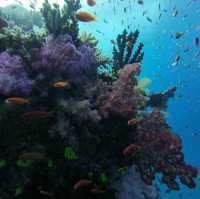 Exploring the Underwater Paradise of Savusavu, Fiji