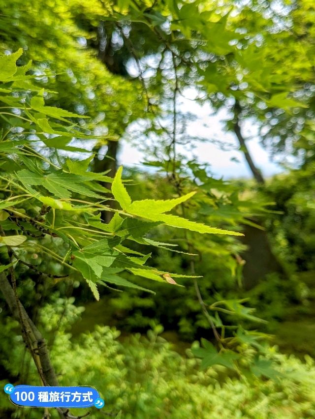 日本京都-參天竹林密境的嵐山之美