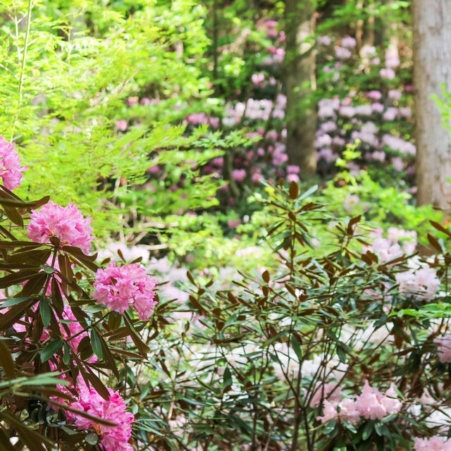 岳人の森