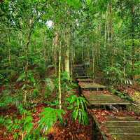 🇲🇾 Venture into Malaysia’s Ancient Taman Negara Forest