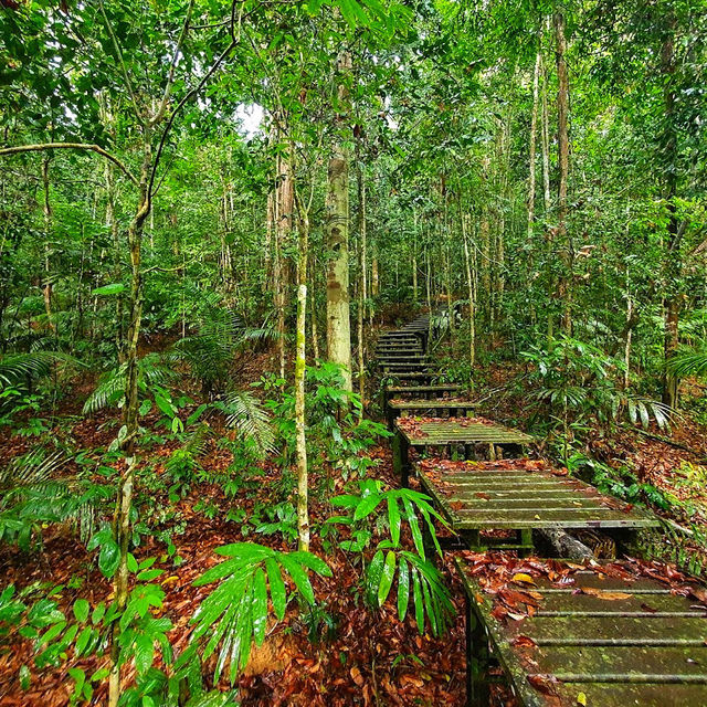 🇲🇾 Venture into Malaysia’s Ancient Taman Negara Forest