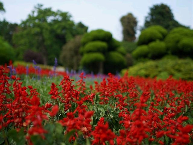 福岡 - 能古島賞萬壽菊及其他花