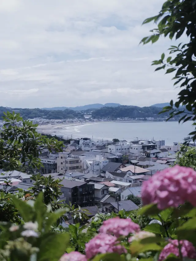 鎌倉三大賞花勝地：長谷寺的繡球花小路