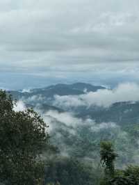 สัมผัสธรรมชาติแบบใกล้ชิด ที่ Misty Forest 🌳