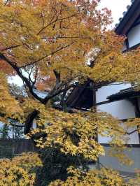 ใบไม้เปลี่ยนสีที่ Jojakkoji Temple Kyoto