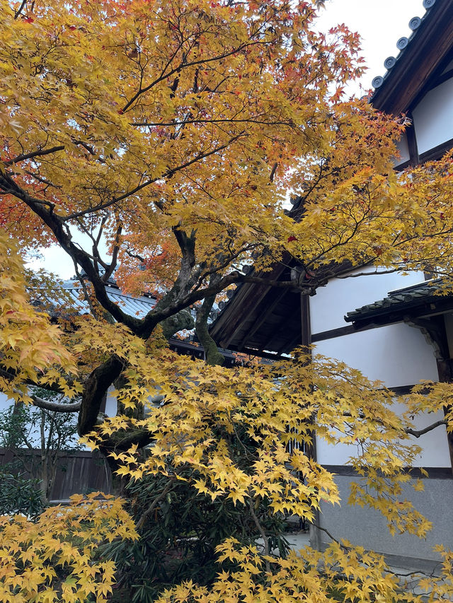 ใบไม้เปลี่ยนสีที่ Jojakkoji Temple Kyoto