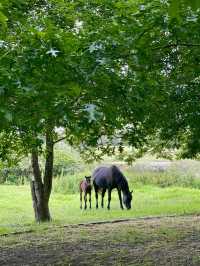 Countryside in South Africa 🐎