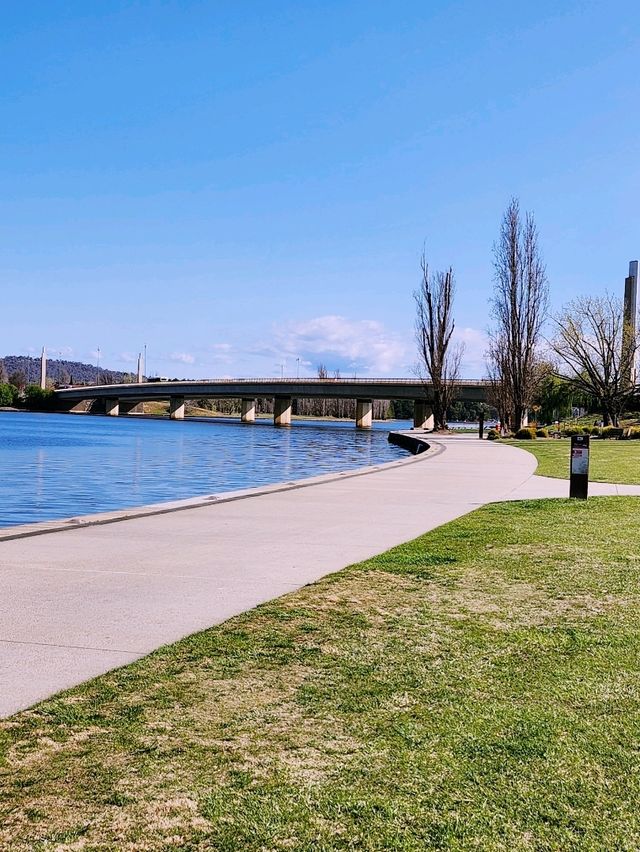 🇦🇺 Japanese Cherry Tree Grove, Canberra, Australia