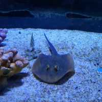 Underwater World Pattaya 
