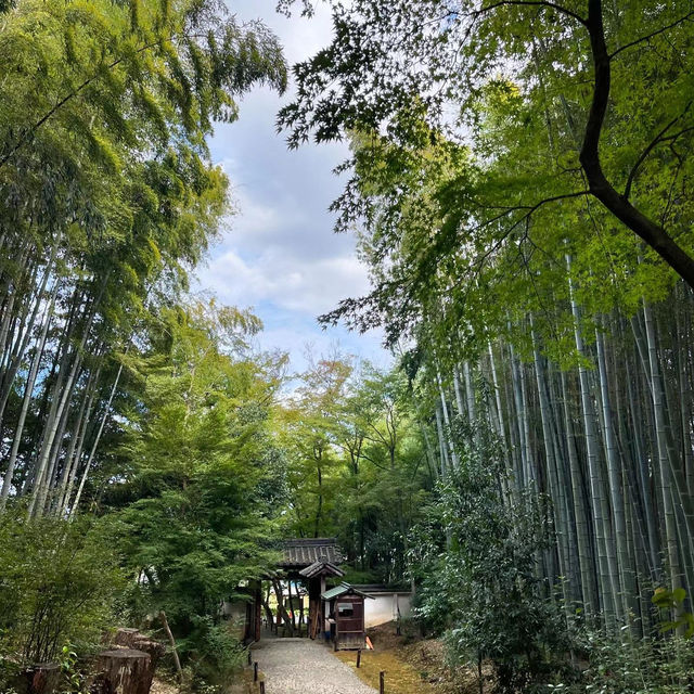 #竹林山松月院：在竹林深處尋找禪意的樂趣！🎍🧘‍♂️