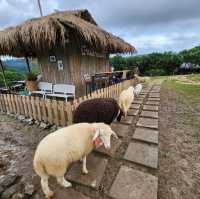 บ้านแกะแม่ขิ-Maekee Sheep House  🐑