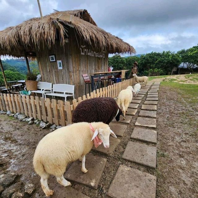 บ้านแกะแม่ขิ-Maekee Sheep House  🐑