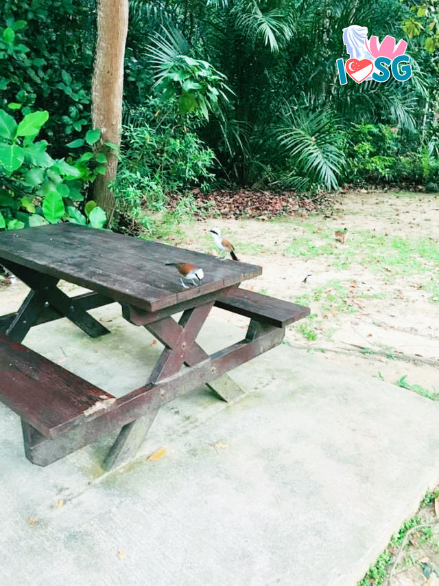 🇸🇬 Berry welcome to Bukit Batok Nature Park