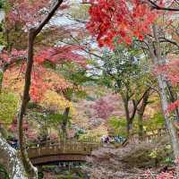 【静岡】日本で最も遅い紅葉🍁🍂
