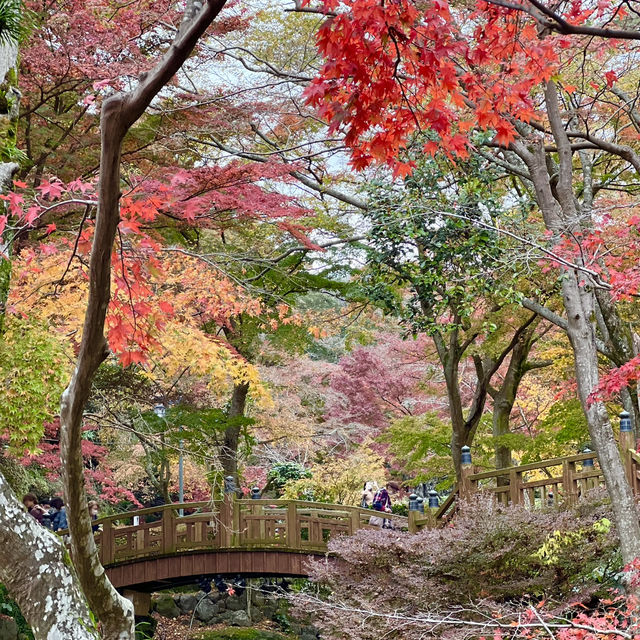 【静岡】日本で最も遅い紅葉🍁🍂
