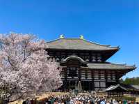 【奈良】迫力満点👏圧巻！奈良の東大寺の大仏様