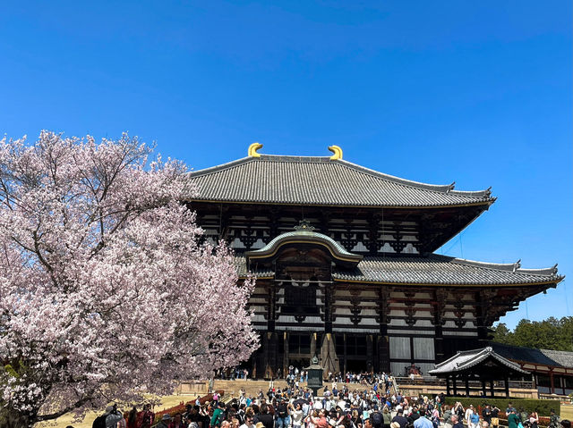 【奈良】迫力満点👏圧巻！奈良の東大寺の大仏様