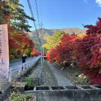 Momiji Kairo • Kawaguchiko 🇯🇵 Japan