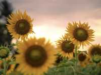 Sundarapandipuram Sunflowers: A Golden Paradise in Tamil Nadu 🌻