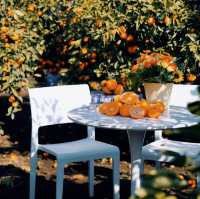 Ha-yul’s Tangerine Farm: Fresh and Sweet Jeju Experience